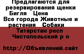Предлагаются для резервирования щенки Бигля › Цена ­ 40 000 - Все города Животные и растения » Собаки   . Татарстан респ.,Чистопольский р-н